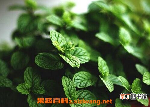 薄荷草的功效与作用