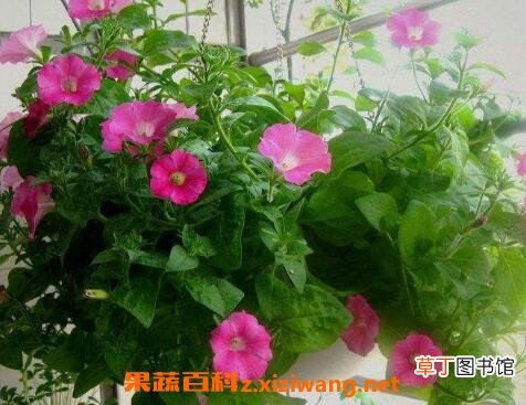 矮牵牛的种植方法和技巧