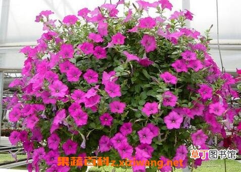 矮牵牛的种植方法和技巧