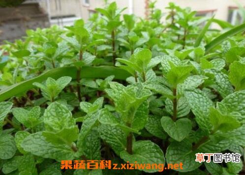 薄荷草可以放卧室吗 薄荷草的副作用有哪些
