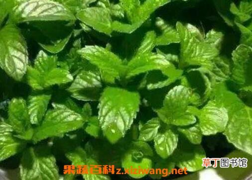 薄荷草可以放卧室吗 薄荷草的副作用有哪些