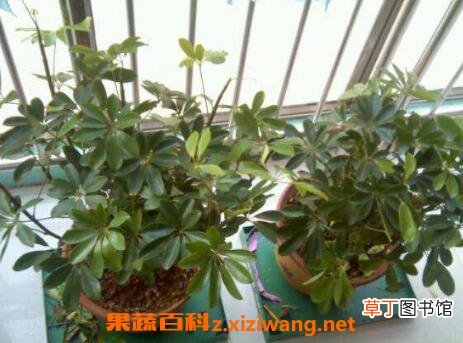 八方来财树的养殖方法和注意事项