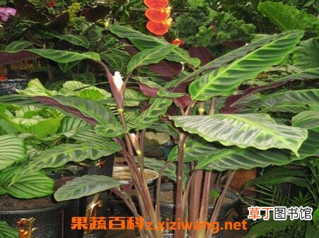 竹芋图片 竹芋的养殖方法和注意事项