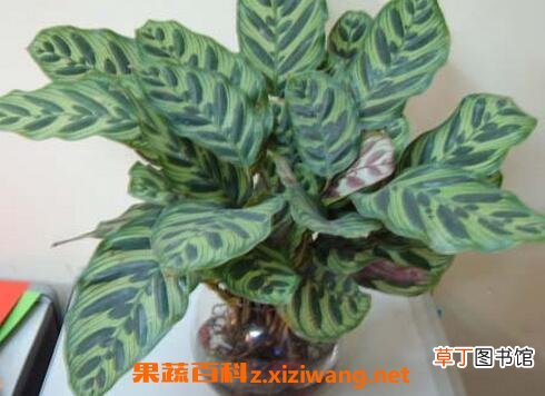 竹芋图片 竹芋的养殖方法和注意事项