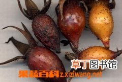 首乌的功效与作用及食用方法