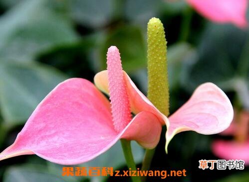 粉掌图片 粉掌的养殖方法和注意事项