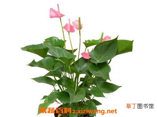 粉掌图片 粉掌的养殖方法和注意事项