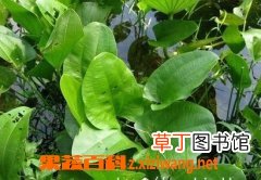 泽泻的功效与作用