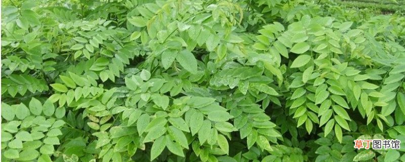 幌伞枫怎么养