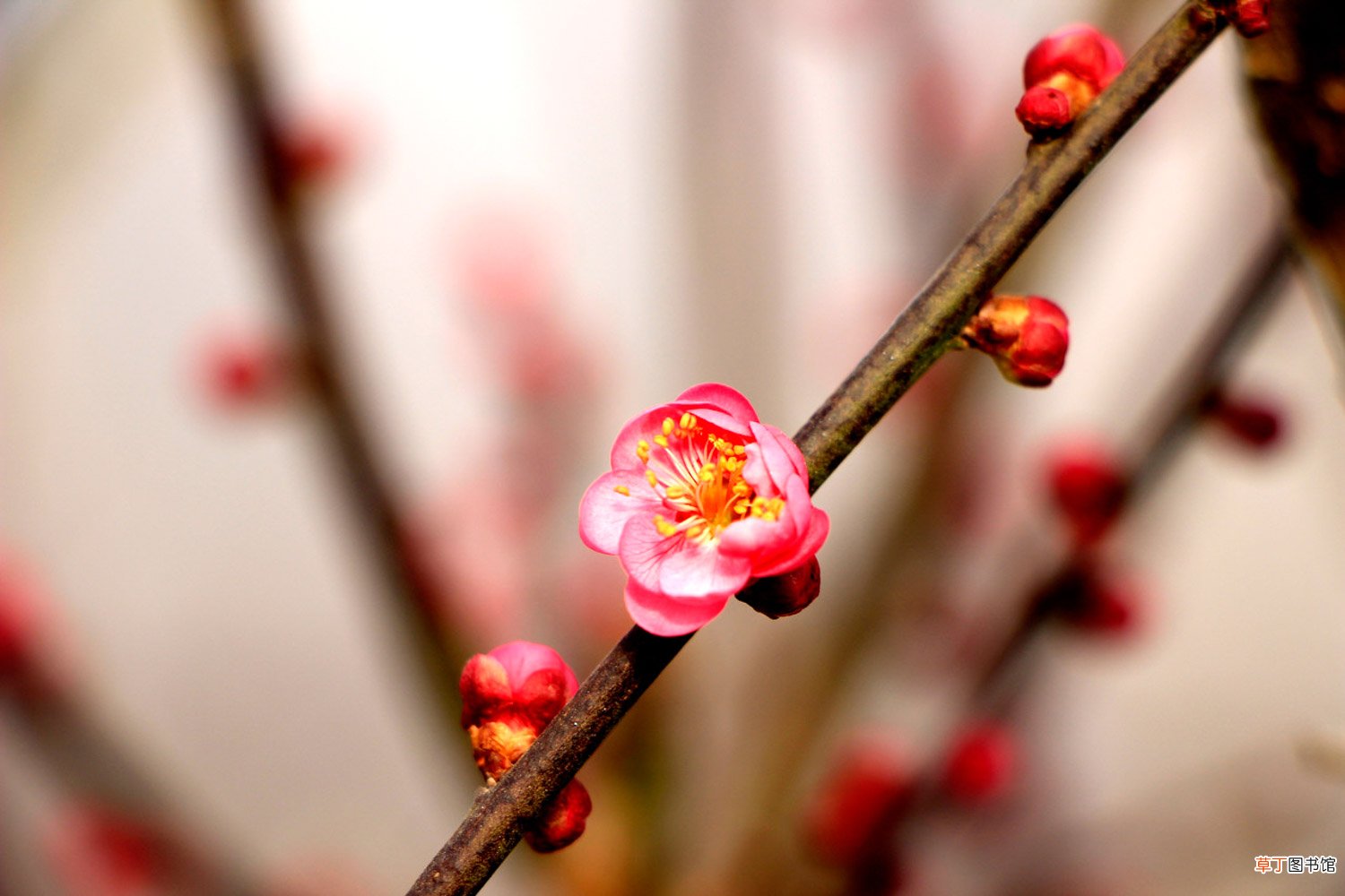 梅花怎么养