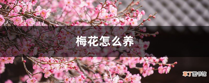梅花怎么养