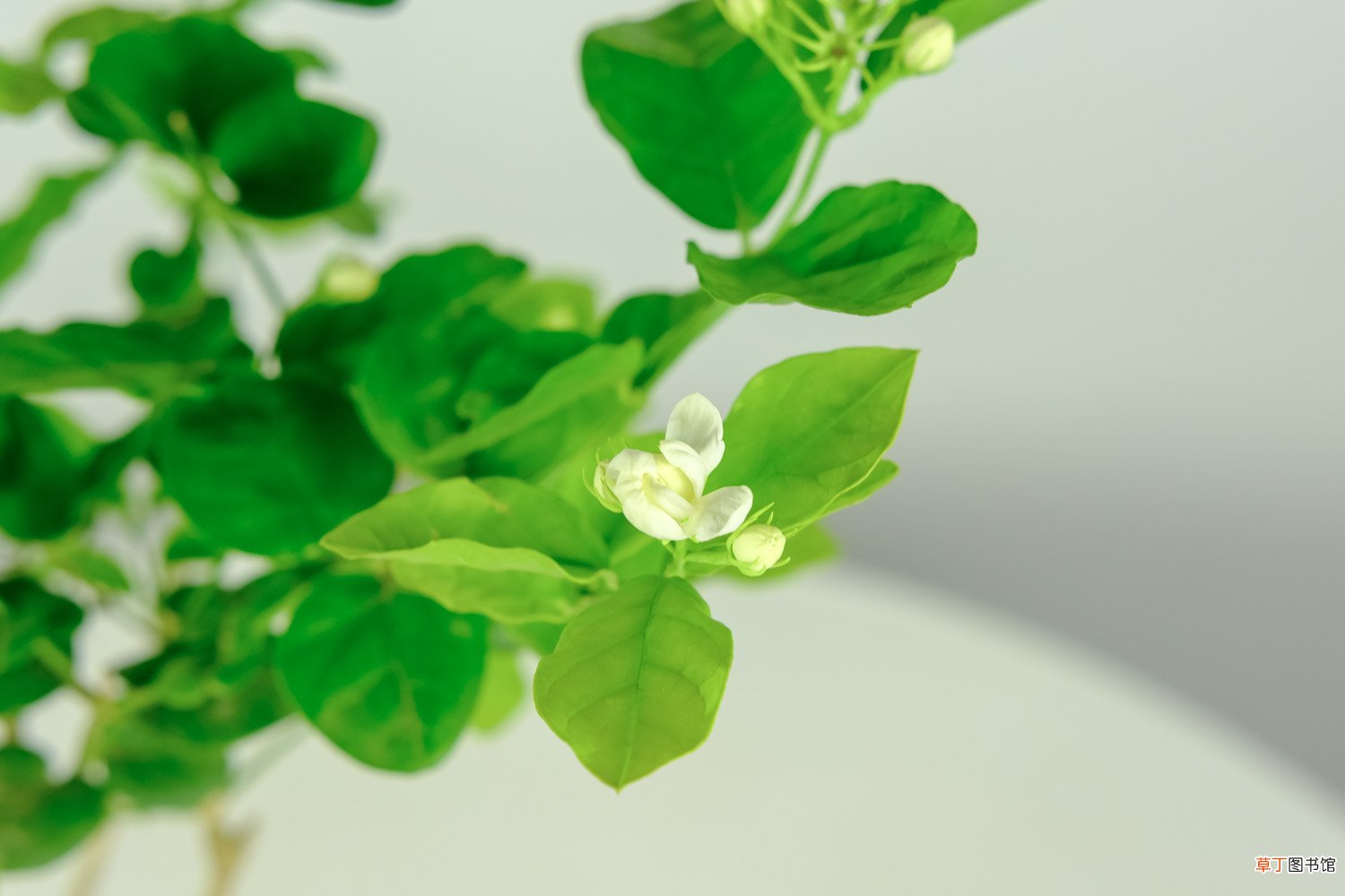 茉莉花一年开花三次要怎么养