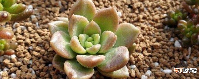 青丽怎么养