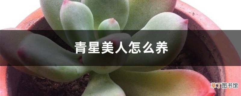 青星美人怎么养