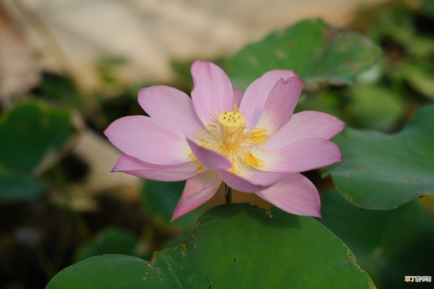 如何养荷花