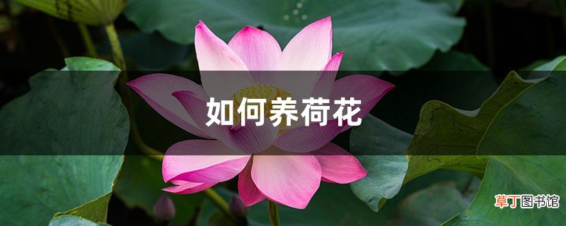 如何养荷花