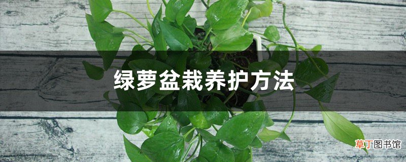 绿萝盆栽养护方法