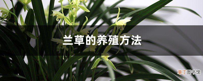 兰草的养殖方法
