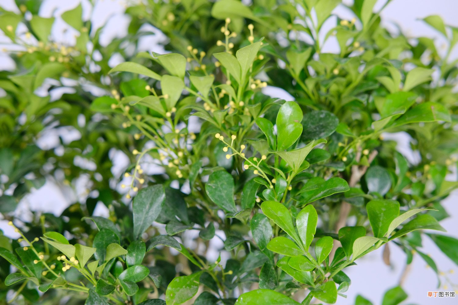 米兰花怎么养