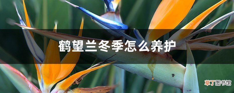 鹤望兰冬季怎么养护