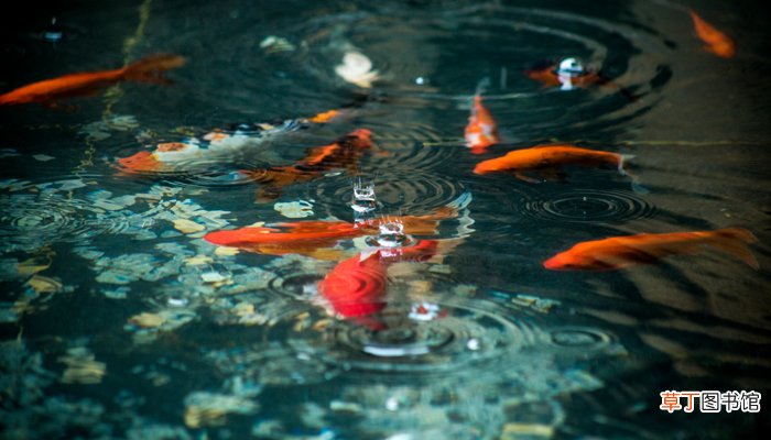 梦见鲤鱼在水里游