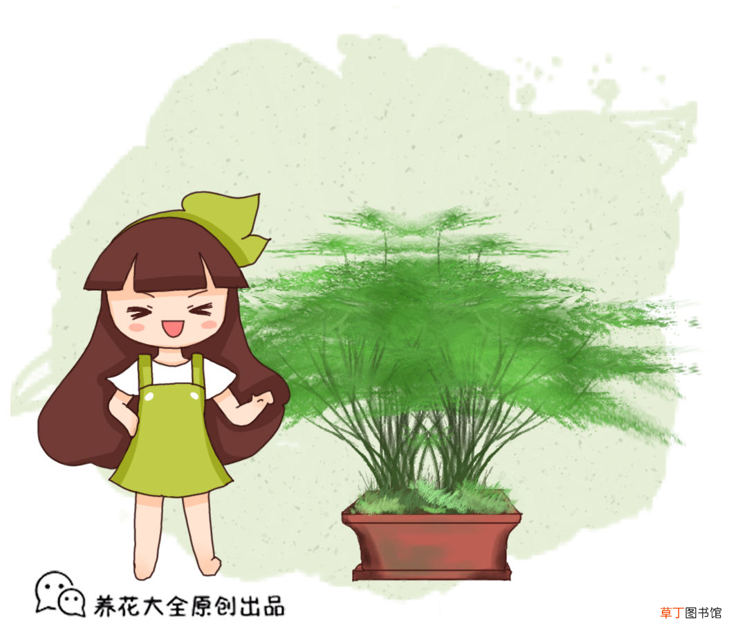 家里文竹总是黄叶？ 文竹叶子发黄怎么挽救