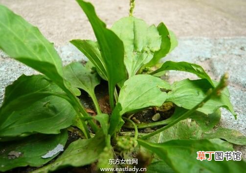 车前子的功效与作用！ 车前子的药效！