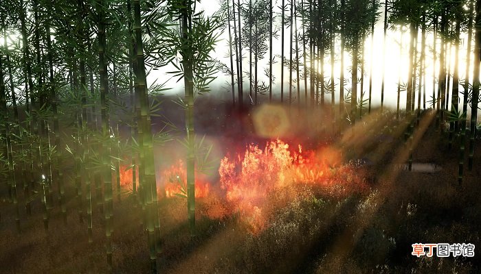梦见树着火了是什么征兆