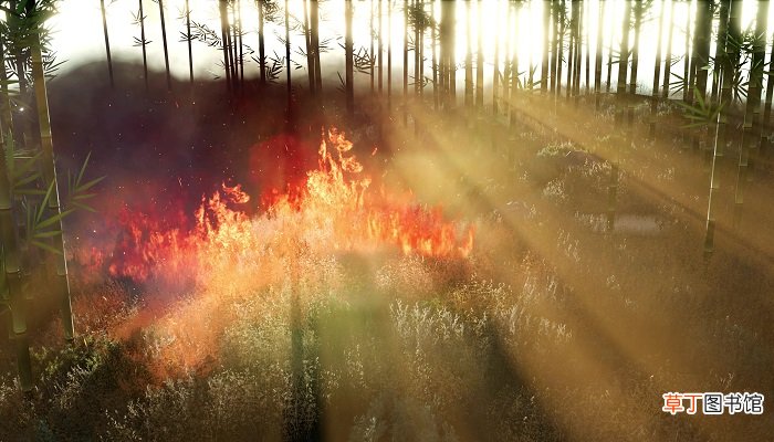 梦见树着火了是什么征兆