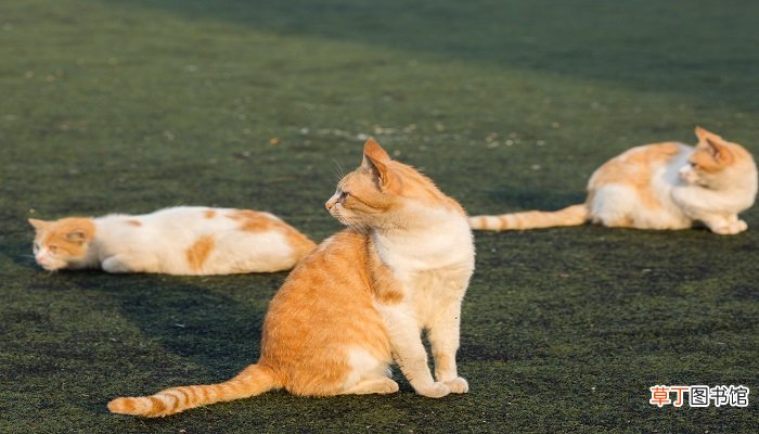 梦见好几只猫