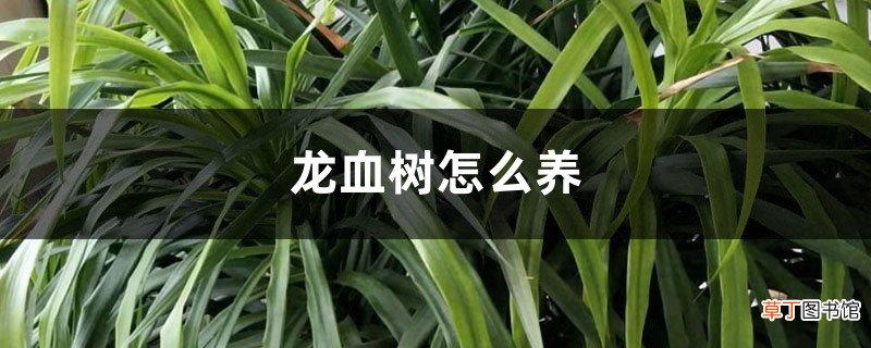 龙血树怎么养