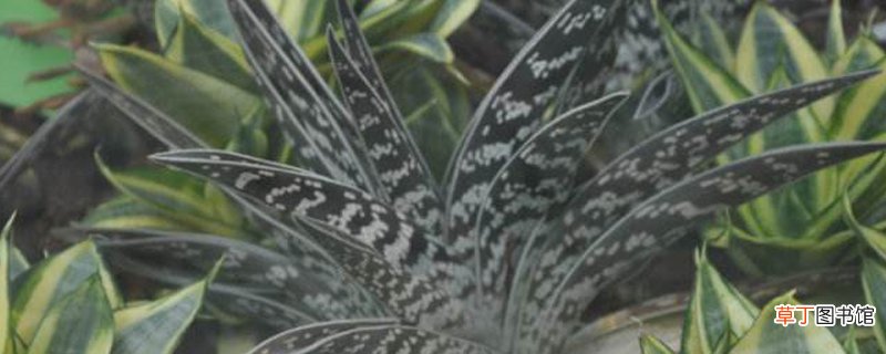 翠花掌的养殖方法