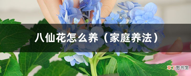 家庭养法 八仙花怎么养