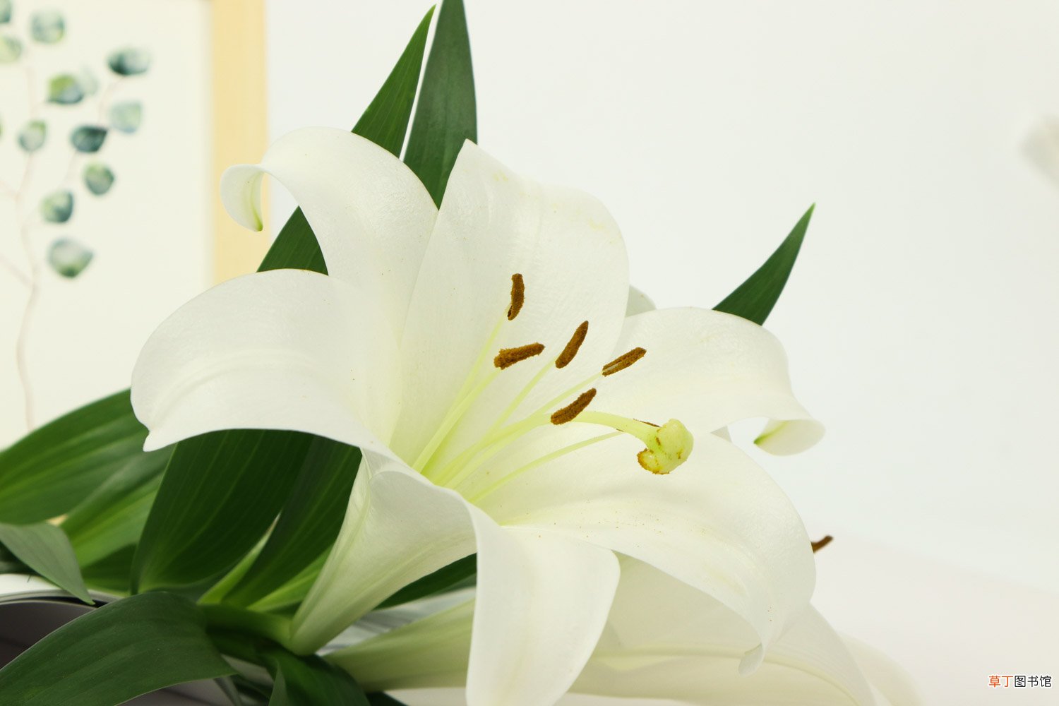 盆栽百合花怎么养