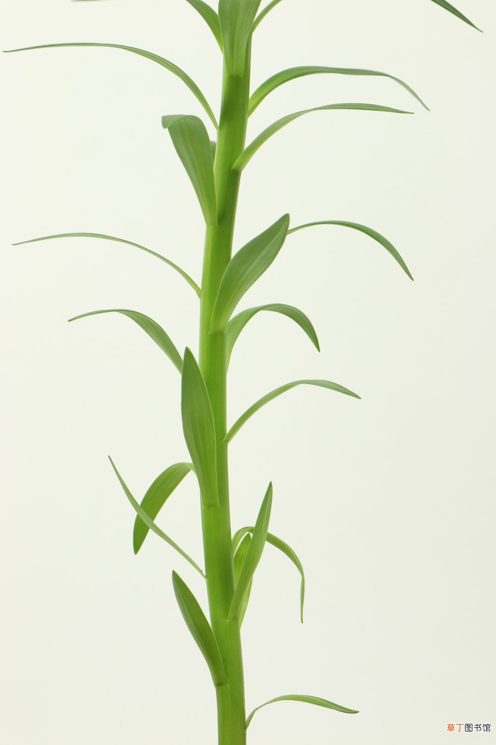 盆栽百合花怎么养