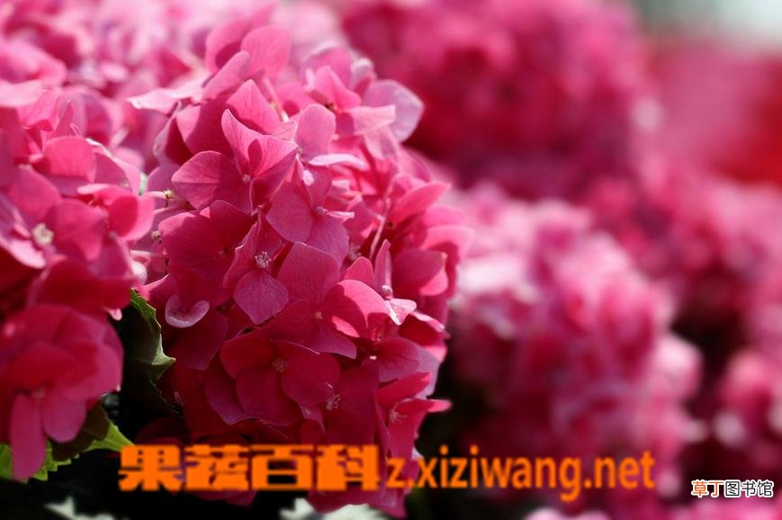 绣球花和大绒球有什么区别