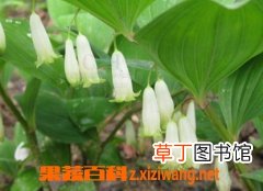 玉竹的功效与作用