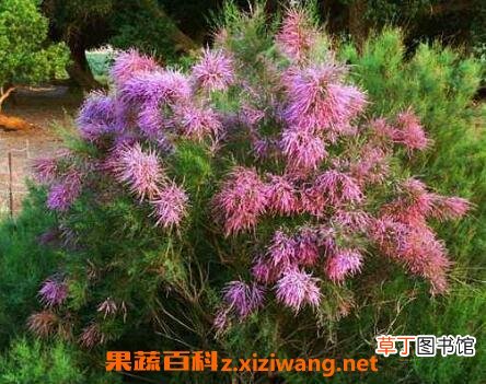 柽柳图片 柽柳的养殖方法