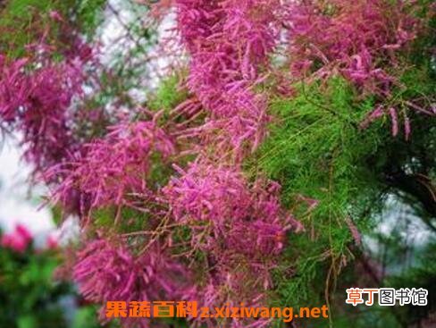 柽柳图片 柽柳的养殖方法