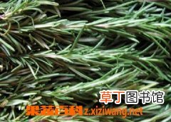迷迭香的功效与作用