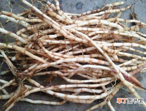 白茅根泡水喝的功效有哪些