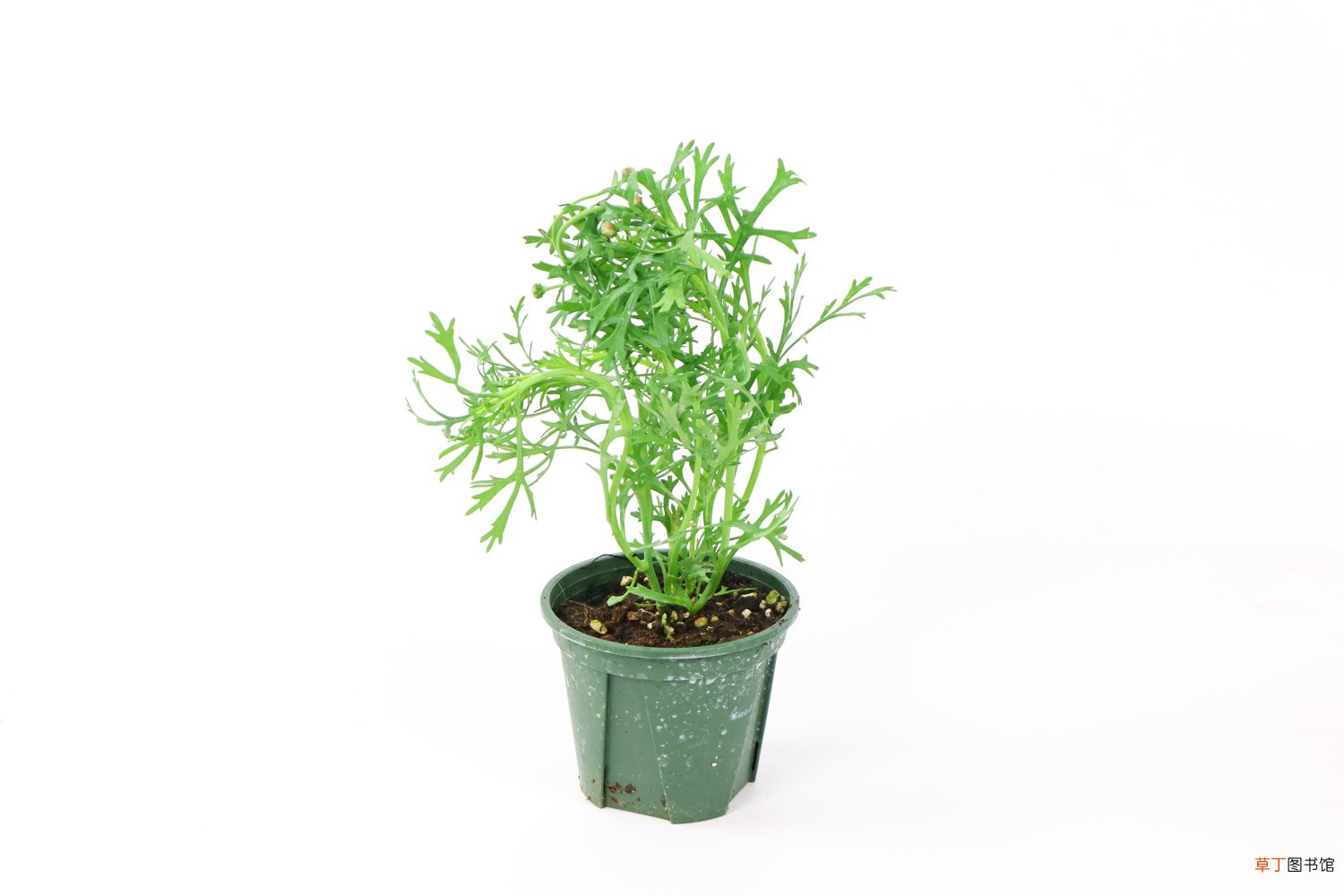 玛格丽特花夏季怎么养