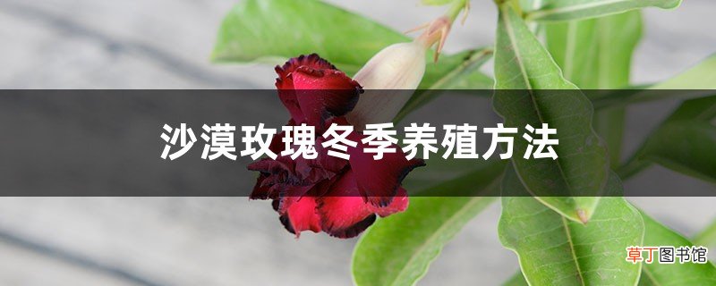 沙漠玫瑰冬季养殖方法