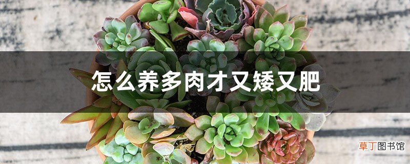 怎么养多肉才又矮又肥