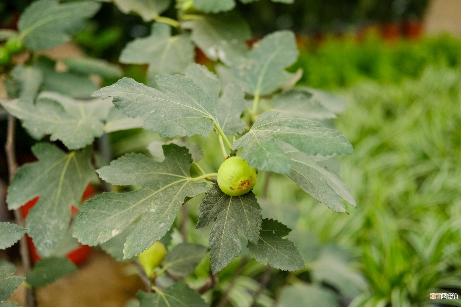 无花果盆栽的养殖方法