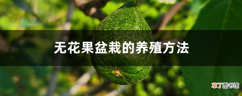 无花果盆栽的养殖方法