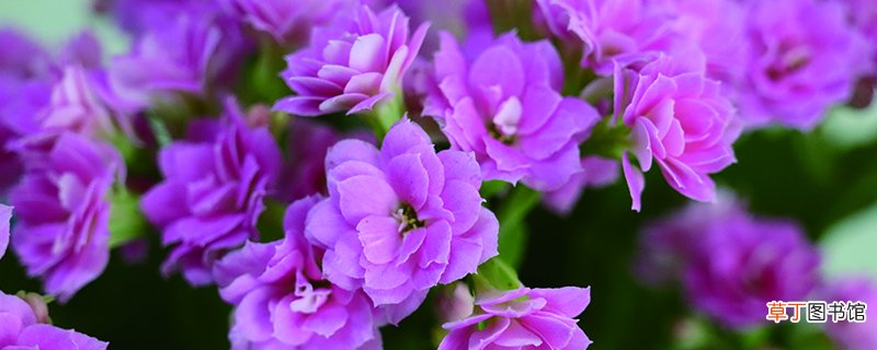冬季鲜花养护的方法