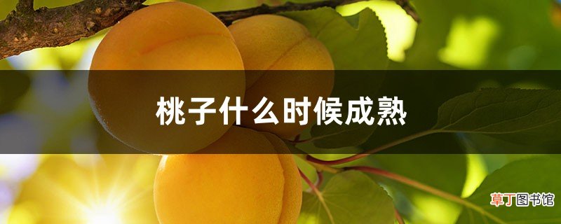 桃子什么时候成熟