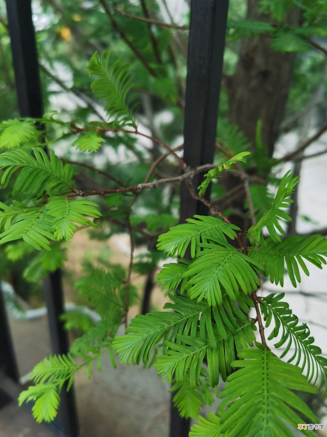 水杉怎么养
