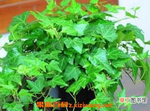 常春藤怎么养 常春藤的养殖方法
